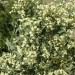Groundsel